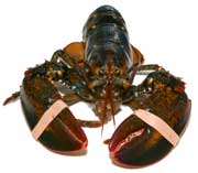 Lobster Frontal View