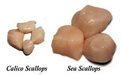 Two Types of Scallops