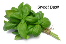 Basil