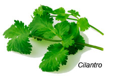 Ciilantro