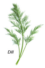 Dill