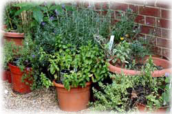 Herb Pots