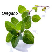 Oregano