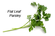 Flat Leaf Parsley