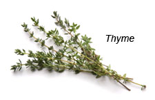 Thyme