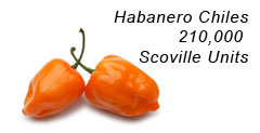 Habanero