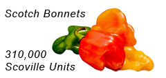 Scotch Bonnets