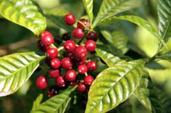 Coffee Cherries